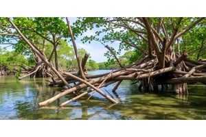 Scientists Propose Strategies to Enhance Sustainable Development in Mangrove Ecosystems