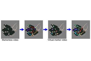 VMTracking Delivers Precision Multi-Animal Pose Tracking in Dense Environments