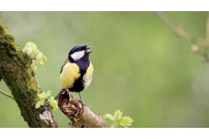 Evolving Tunes: The Impact of Movements and Memories on Birdsong Development