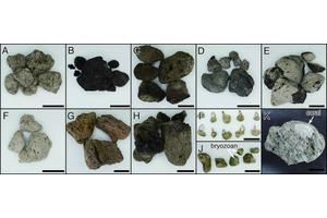 Scientists Monitor the Evolution of Pumice Rafts Following the 2021 Underwater Eruption in Japan