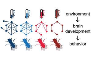 Temperature Affects Neuronal Connectivity and Behavior in Fruit Flies During Development