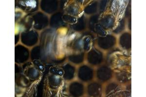 Virginia Tech Research Uncovers How Honeybee Dance Styles Influence Foraging Success