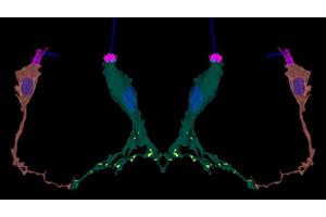 Gene Associated with Human Kidney Disease Found to be Linked to Sensory Responses in Sea Anemones
