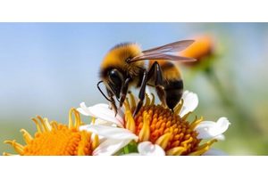 Unraveling the Multifaceted Impact of Pesticides on Bumble Bee Health