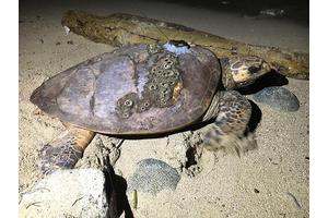 Critically Endangered Hawksbill Turtles Undertake 1,000 km Migration in the Western Caribbean, Navigating Ocean Currents to Reach Key Foraging Areas