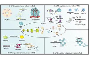 Exploring the Impact of the Ubiquitin-Proteasome System on Cancer Progression and Tumor Microenvironment