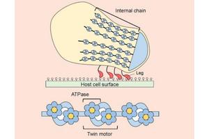 Motion Capture: M. Mobile’s Motility Apparatus Breaks New Ground in Science – A First of Its Kind