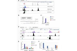 New p53 Targets Uncovered by Researchers to Enhance Cancer Treatment Strategies