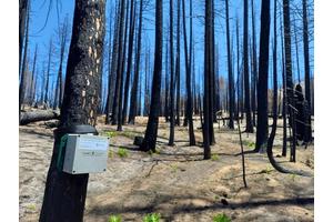 Revolutionizing Forest Management: How Acoustic Monitoring Networks are Transforming Bird Conservation