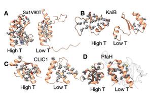 Study Reveals Cold Temperatures Activate Shapeshifting Proteins