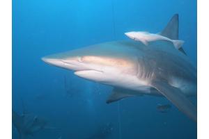 Citizen Scientist Scuba Divers Uncover Shark Activity in South African Reefs