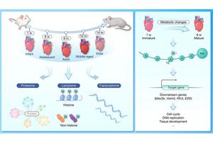 Exploring Lysine Lactylation: A Key Epigenetic Mechanism in Cardiac Tissue Development