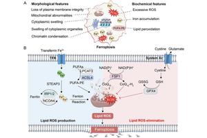 Exploring New Avenues in Disease Treatment: Traditional Chinese Medicine’s Role in Regulating Ferroptosis