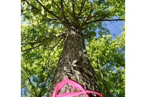 Decoding the DNA of an American Icon: Unraveling the Secrets of a Beloved Tree