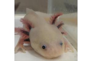 Clarifying Skin Care: Keratinocytes, Not Fibroblasts, Produce Collagen for Healthy Skin