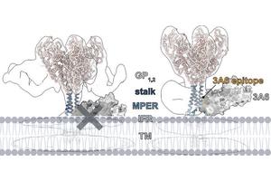 Groundbreaking Ebola Virus Research Enhances Pandemic Readiness