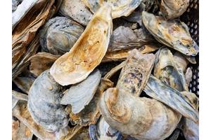 New Study Showcases Virginia’s Thriving Oyster Restoration Achievements