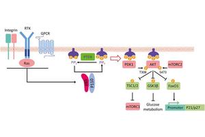 Breakthroughs in Targeted Treatments for Cancers with PIK3CA Mutations