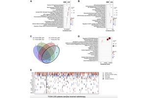 Radiotherapy: Differential Survival Effects Observed in Glioblastoma Versus Low-Grade Glioma