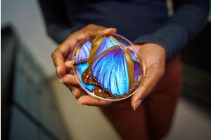 Revolutionary Imaging Technique for Cancer Diagnosis Draws Inspiration from Butterfly Wings