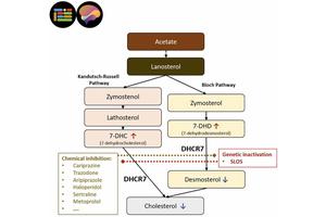 Common Medications Linked to Unexpected Disruption of Cholesterol and Brain Development
