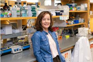 UMass Chan Scientists Challenge Traditional Views on the Mechanism of Action of Anticancer Drugs