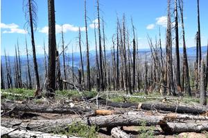 Post-Wildfire Solutions: Utilizing Dead Wood to Mitigate Fire Risks and Sequester Carbon