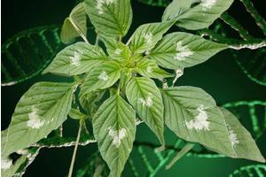 Unraveling Success: Insights from Amaranth Genomes