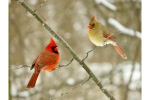 Environmental Factors Influence Birds’ Metabolic Rates: A Balancing Act Between Fast and Slow Lifestyles