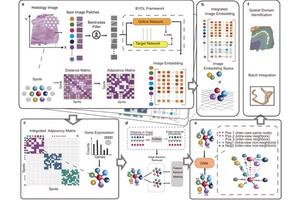 Cutting-Edge Deep Learning Framework Enhances Tissue Analysis in Spatial Transcriptomics
