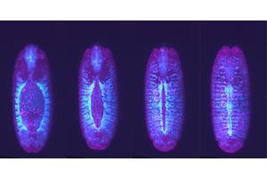 Cells ‘Speed Date’ to Identify Neighbors During Tissue Formation