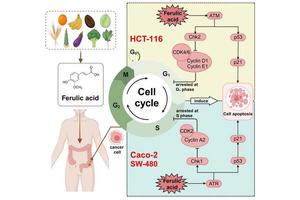 Ferulic Acid: A Potential Weapon in the Fight Against Colon Cancer