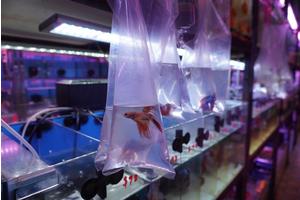 Research Reveals Increased Space Requirements for Siamese Fighting Fish in Pet Retail Environments