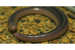 Rising Demand for American Eel Puts Species at Risk of Critical Endangerment, Similar to European Counterpart