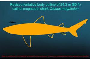 Megalodon’s Size and Shape Reveal Insights into Aquatic Vertebrate Gigantism