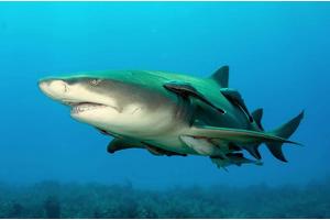 Unveiling Megalodon: The Sleeker, Longer Form of the Ultimate Super Predator