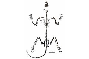 CUNY Researchers Reveal Insights into Ancient 62-Million-Year-Old Mammal Mysteries