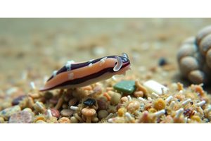 Small Sea Slug May Play a Crucial Role in Coastal Conservation Success