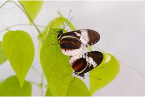Butterflies Prefer Mates for Their Visual Appeal, Not Just Visibility