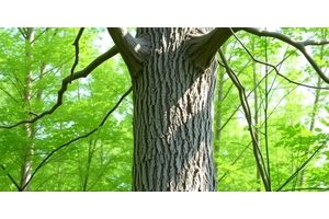 Bark Beetle Infestation Hinders Early Tree Growth