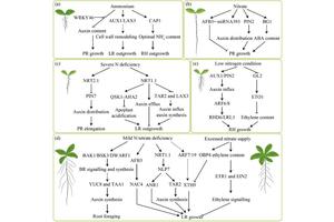 Transforming Root Architecture: The Impact of Nitrogen on Plant Growth