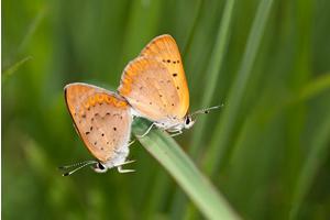 Study Suggests a Future Without Butterflies: A Troubling Outlook for Our Ecosystems