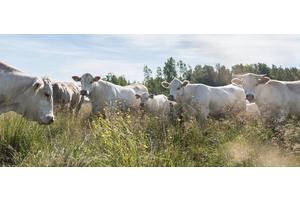 Evaluating the Ethics of Consuming ‘Better’ Meat: A Scientific Perspective