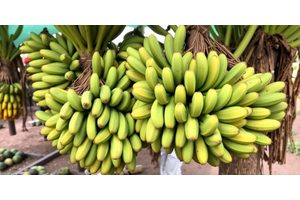 Banana Export Industry Faces Uncertain Future Amid Climate Change Challenges