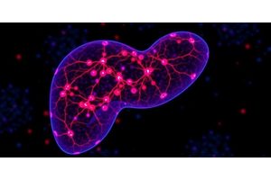 Hepatic Stellate Cells: Key Regulators of Liver Function and Regeneration