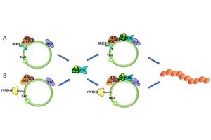Revealing the Hidden Proteome: The Impact of Coding Circular RNAs on Cancer