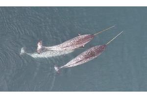Drone Observations Reveal Narwhals Utilizing Their Tusks for Exploration, Foraging, and Play
