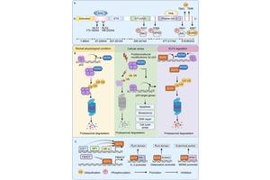 ELF4: A Crucial Transcription Factor Influencing Immune Response and Cancer Development