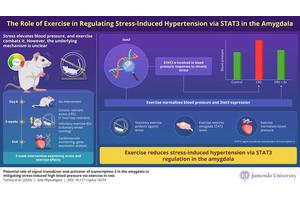 Unlocking the Brain’s Pathway: How Exercise Can Combat High Blood Pressure