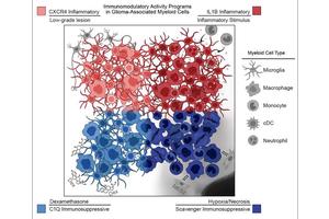 Administration of Anti-Inflammatory Medication Diminishes Immune Response Weeks After Final Treatment